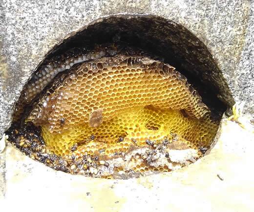ミツバチの巣注意点お墓
